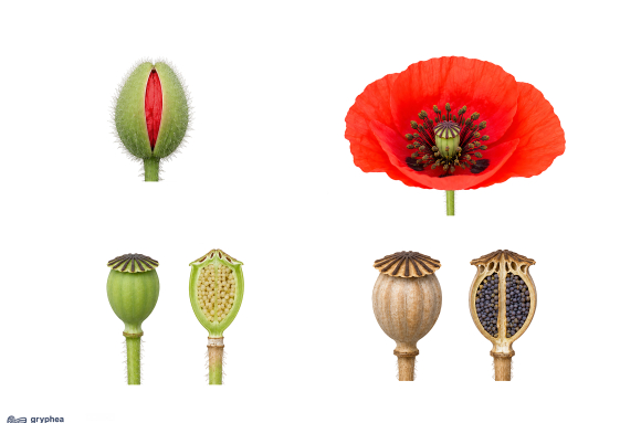 De la fleur au fruit chez le Coquelicot - planche non légendée